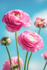 Vibrant coral ranunculus flowers standing tall, with a clear blue sky as backdrop, symbolizing joy and serenity..
