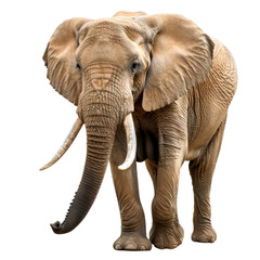 Fototapeta premium African elephant. Isolated on transparent background.