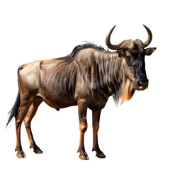 African Wildebeest. Isolated on transparent background.