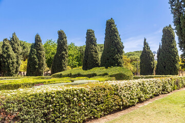 Landscape design. A park with thujas, cypresses and topiary juniper bushes.
