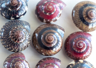 colorful snail shells isolated on white background. close-up macro photo. golden ratio