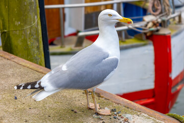 Portrait of a seagull on the Baltic Sea