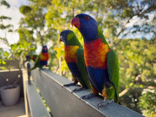 Rainbow Lorikeet Parrot. Birds of Australia