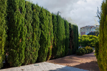 A small Landscape park in the city center, with neatly trimmed trees and gravel paths.