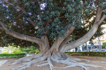 Huge ficus tree on the street in the city.