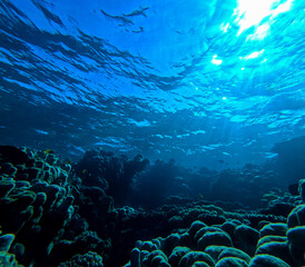 Underwater view of coral reef and tropical fish in the Red Sea
