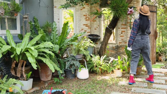 Young Asian female caring for houseplants or Vanda orchid flowers on sunny day, gardening woman housework at home lifestyles outdoor activities, small business entrepreneur checking Orchid fungus
