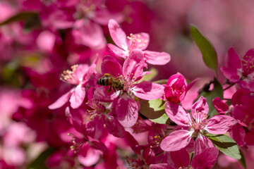 Pink fruit tree flowers, the arrival of spring. The bee is flying.