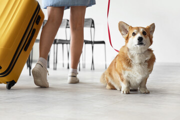 Cute Corgi dog on leash with owner at airport, closeup