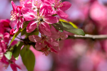 Pink fruit tree flowers, the arrival of spring.