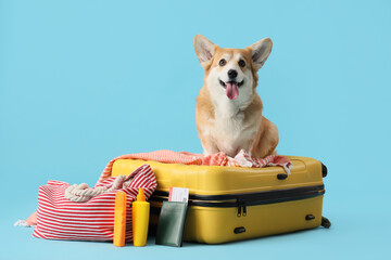 Cute Corgi dog on suitcase with travel accessories against blue background