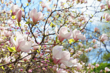 Magnolia tree branch blossom in springtime garden. Blooming pink magnolia outdoor in public park,...