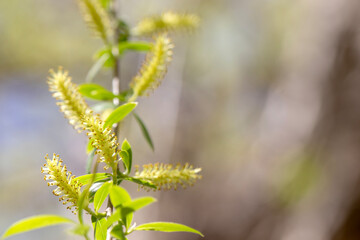 close up of willow