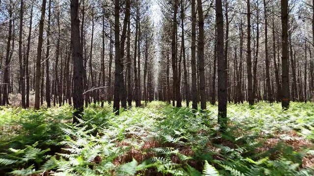 Rase motte dans la foret de pins