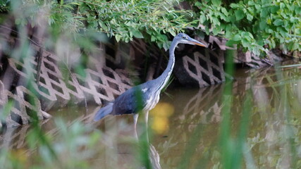 the heron at the small pond in the spa park