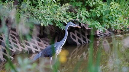 the heron at the small pond in the spa park