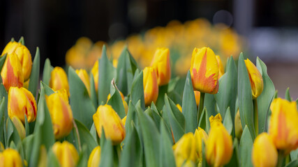 Selective focus of golden yellow and orange flower, Tulips are plants of the genus Tulipa,...
