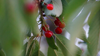 Cherries and cherry tree at the small pond in the spa park