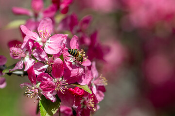 Pink fruit tree flowers, the arrival of spring. The bee is flying.
