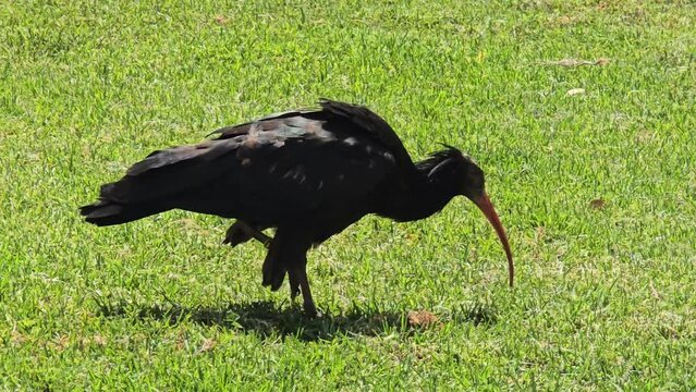 Ibis ermita 