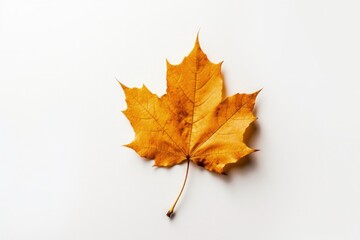 Naklejka na ściany i meble Minimalistic Autumn Leaf on Neutral Background
