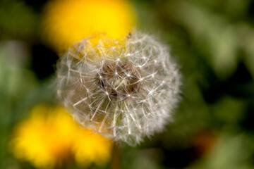 dandelion on a green background