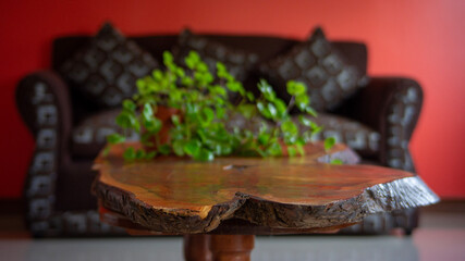 plant on a rustic table