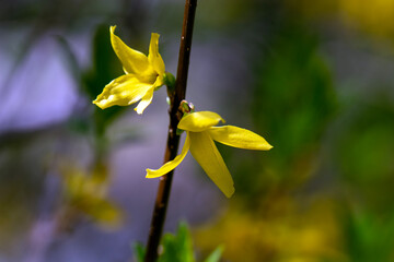 yellow flowered shrub plant, gooseberry. close up