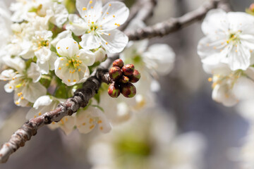 Pink fruit tree flowers, the arrival of spring.