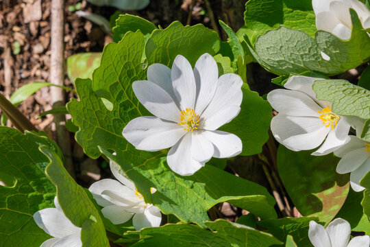 Bloodroot (sanguinaria canadensis)