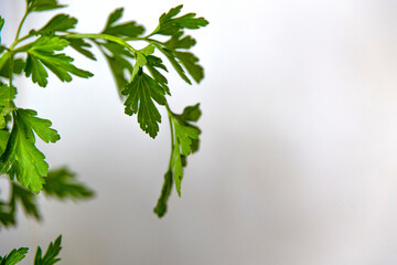 Fototapeta na wymiar fresh green parsley on white background