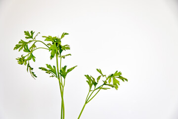 fresh green parsley on white background