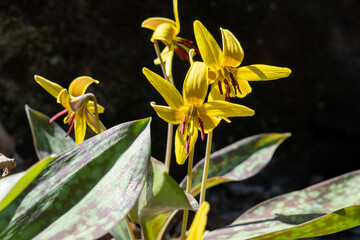 Yellow trout lily (Erythronium americanum)