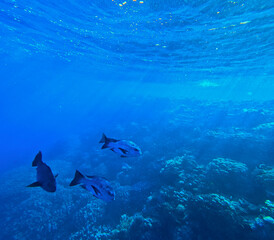Underwater view of the coral reef with fish and rays of light