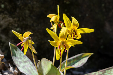 Yellow trout lily (Erythronium americanum) - obrazy, fototapety, plakaty