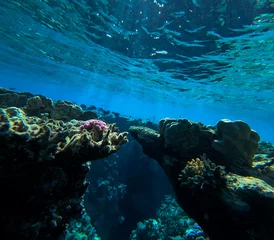 Foto op Aluminium Underwater view of coral reef with corals and tropical fish. © Jaroslava
