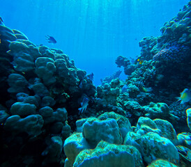 Underwater view of the coral reef with fish and corals.