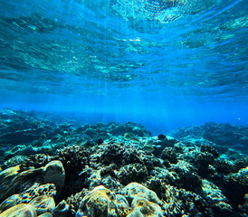 Underwater view of coral reef with fish and blue water in tropical sea
