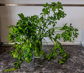 sprigs of parsley in water on the kitchen counter