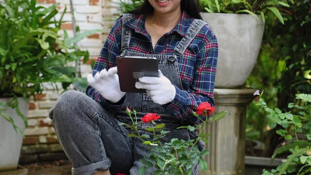 Young Asian female caring for houseplants or Vanda orchid flowers on sunny day, gardening woman housework at home lifestyles outdoor activities, small business entrepreneur checking Orchid fungus