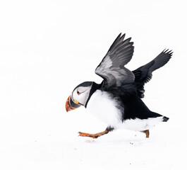puffin bird in flight