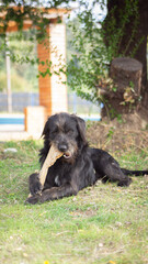 dog biting a stick