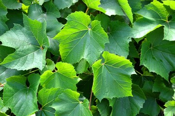 A plant with leaves resembling grapes 