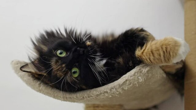 A tricolor purebred cat with green eyes is resting on a cat bed.