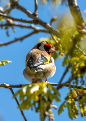 European Goldfinch (Carduelis carduelis) - Found across Europe, Asia & North Africa - 791131008