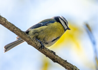 Blue Tit (Cyanistes caeruleus) - Found throughout Europe and parts of Asia - 791131058