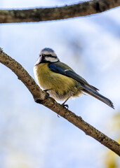 Blue Tit (Cyanistes caeruleus) - Found throughout Europe and parts of Asia - 791131085