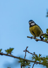 Blue Tit (Cyanistes caeruleus) - Found throughout Europe and parts of Asia - 791131099