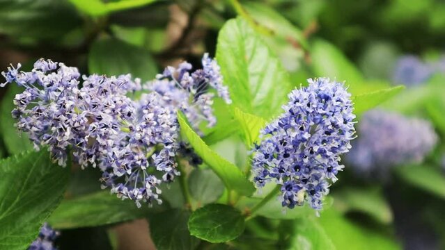 Ceanothus or Redbark Latin Ceanothus in a spring garden. Blue flowers with small buds on the branches with fresh green leaves of a shrub or tree.