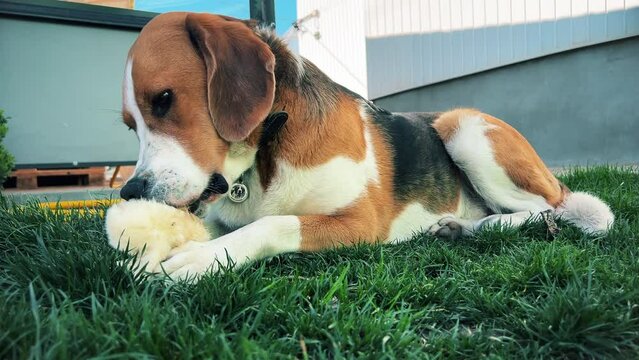 A tricolor dog is enthusiastically gnawing a piece of cotton wool on a green lawn. A high quality. Close-up. Horizontal video